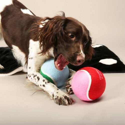 Honden Tennisbal XL hands off - Afbeelding 3