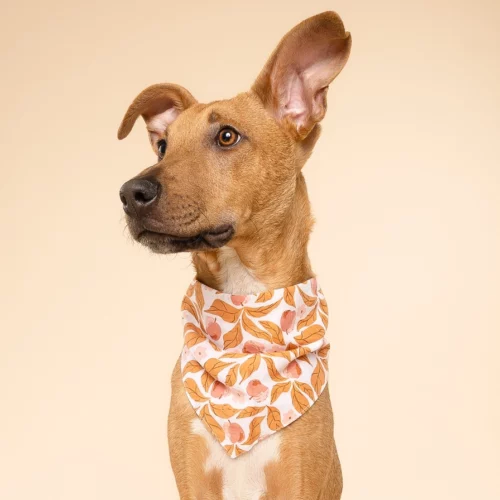 The Paws - Apple Crisp Honden Bandana - Afbeelding 2