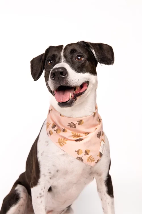 The Paws - Hickory Honden Bandana Roze - Afbeelding 2