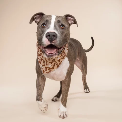 The Paws - Bronco Honden Bandana - Afbeelding 3