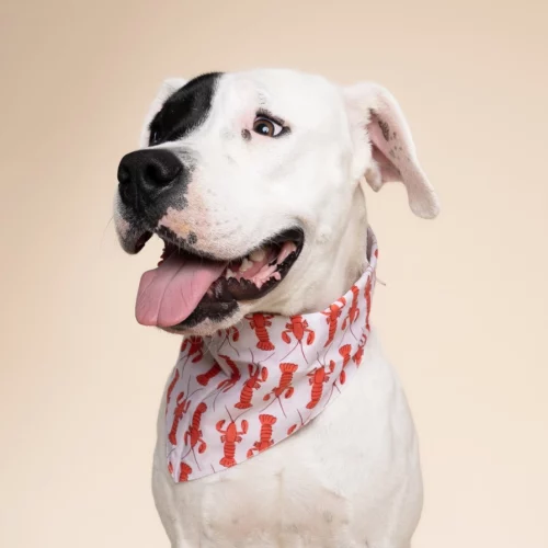 The Paws - Lobstah Honden Bandana - Afbeelding 2