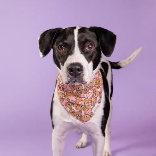 The Paws - Fluff Honden Bandana - Afbeelding 2