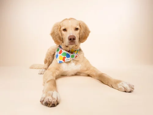 The Paws - Party Animal Honden Bandana - Afbeelding 3