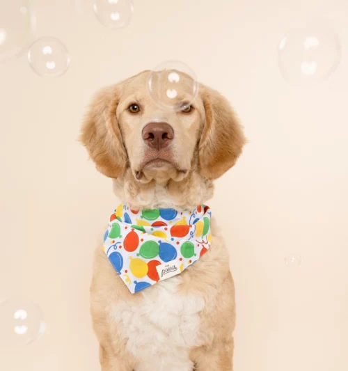 The Paws - Party Animal Honden Bandana - Afbeelding 2